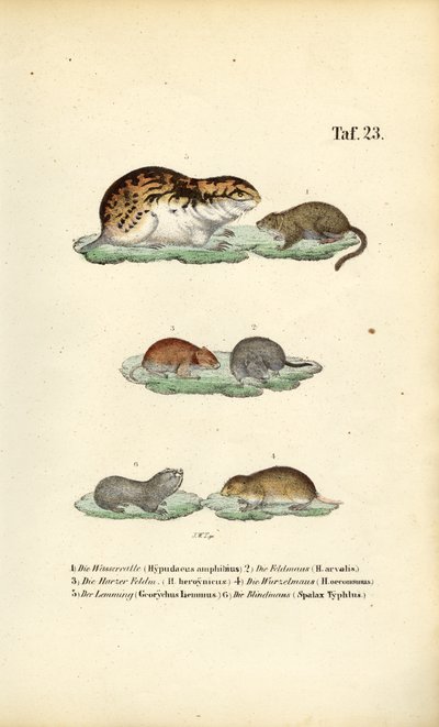 Ratazanas e roedores afins de J. W. Tenhaeff