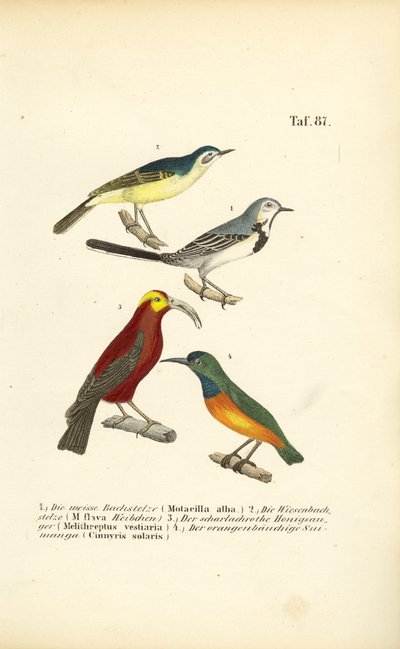 Rabos-de-burro e aves exóticas de J. W. Tenhaeff