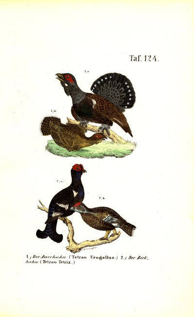 Tetraz e galo silvestre de J. W. Tenhaeff