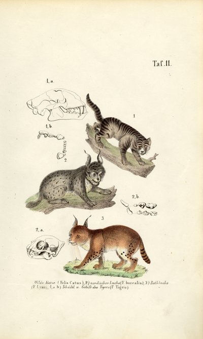 Gatos selvagens com pormenores anatómicos de J. W. Tenhaeff
