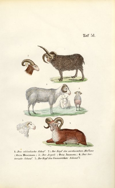 Ovinos selvagens e suas variedades de J. W. Tenhaeff
