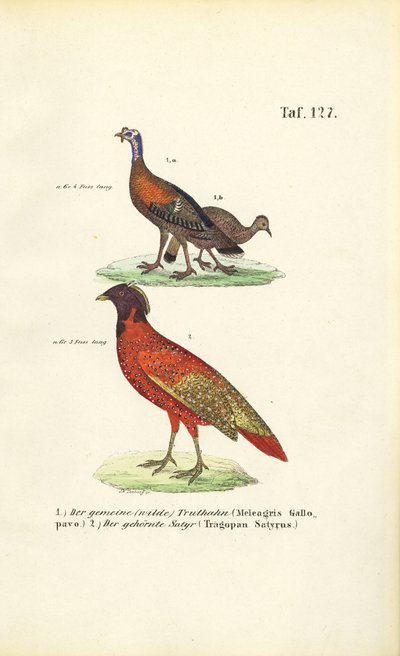 Peru Selvagem e Sátiro Tragopan de J. W. Tenhaeff