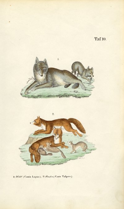 Lobo e raposa com as suas crias de J. W. Tenhaeff