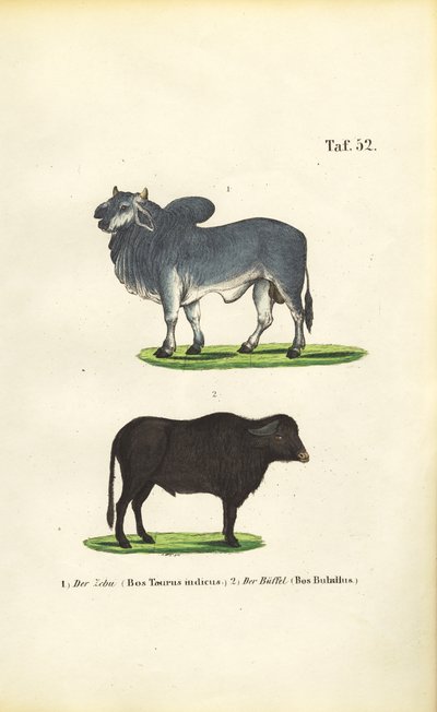 Zebu e búfalo de J. W. Tenhaeff
