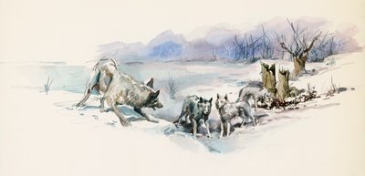 Pacote de lobos, de Call of Wild, romance de aventura de Jack London (1876-1916), desenho de Jack London