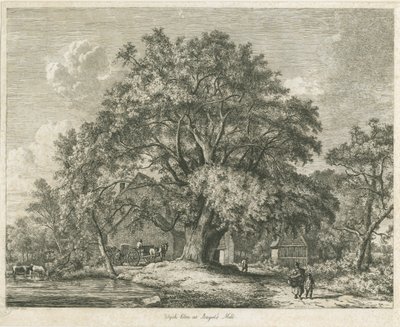 Blithfield - Wych Elm: gravura, 1825 de Jacob George Strutt