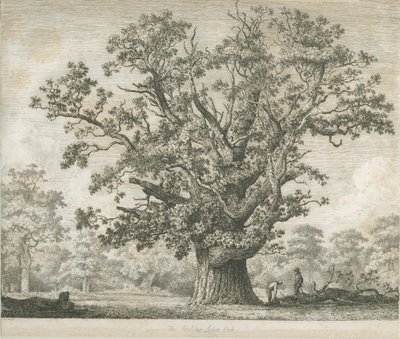Needwood - Swilcar Oak: gravura, nd [c 1820-1850] de Jacob George Strutt