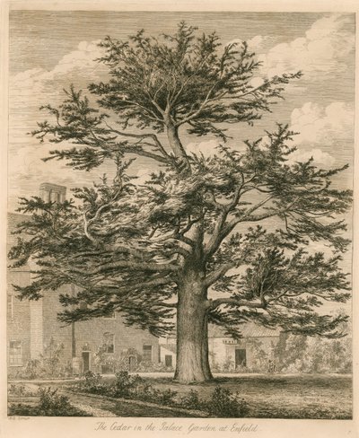O cedro no jardim do palácio em Enfield, Middlesex de Jacob George Strutt