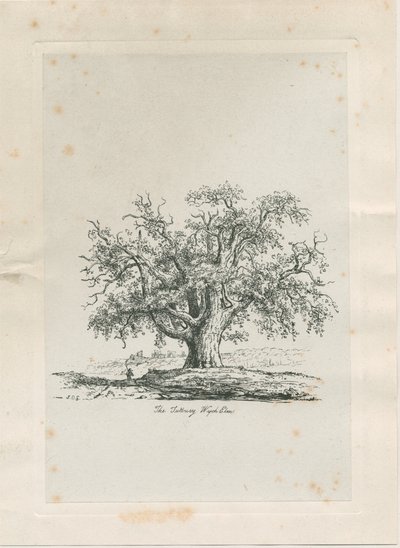 Tutbury - "Wych Elm": gravura, nd [c 1820] de Jacob George Strutt