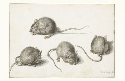 Quatro estudos de um rato doente de Jacob II de Gheyn