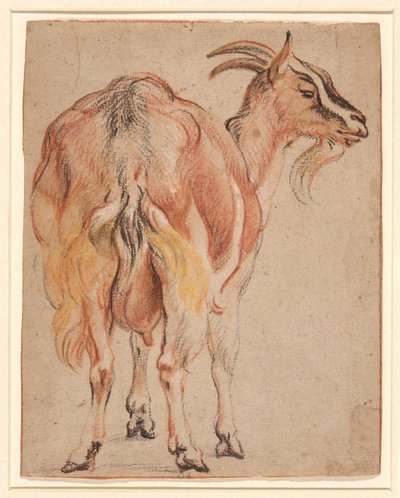 Cabra, c.1657 (giz e lavado com branco) de Jacob Jordaens