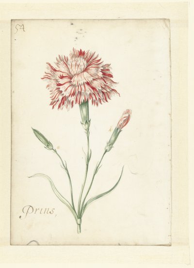 Cravo de Jacob Marrel (possibly)