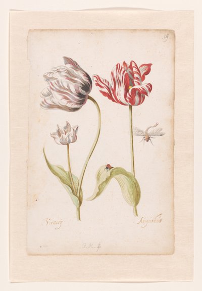 Duas Tulipas com Insectos de Jacob Marrel