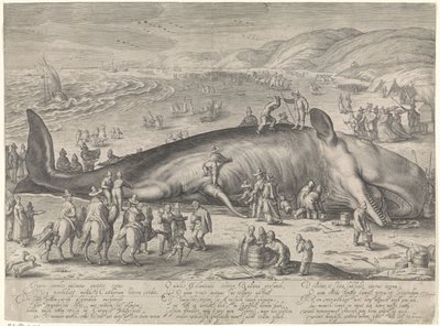 Baleia encalhada perto de Berckhey, 1598 de Jacob Matham