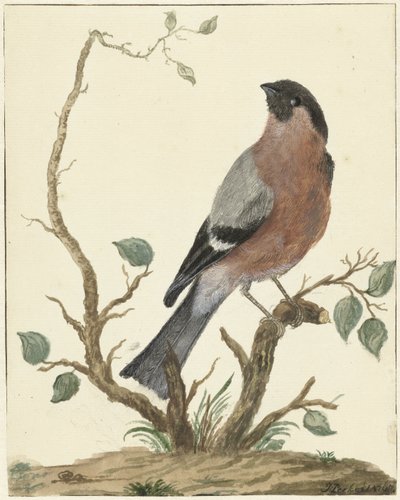 Goldfinch de Jacob Perkois