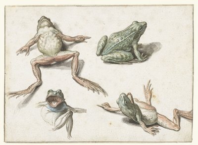 Quatro estudos de um sapo de Jacob de Gheyn (II)