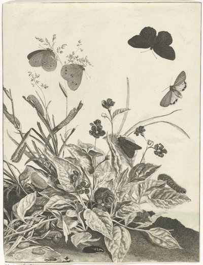Plantas com borboletas e lagartas de Jacob l