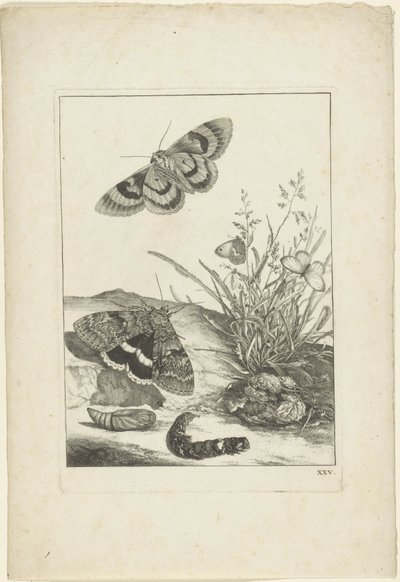 Borboletas, lagarta e casulo de Jacob l