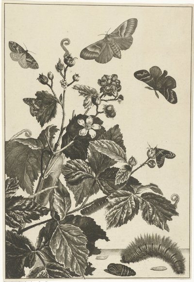 Rosa selvagem com lagartas e borboletas de Jacob l
