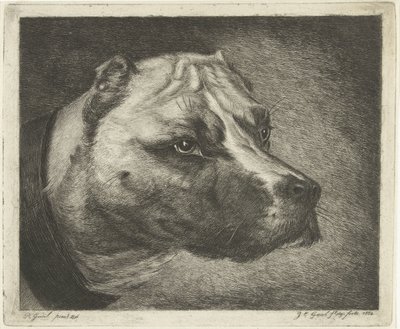 Cabeça de cão com coleira de Jacobus Cornelis Gaal
