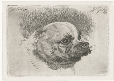 Cabeça de um pug de Jacobus Cornelis Gaal