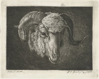 Cabeça de um carneiro com chifres tortos de Jacobus Cornelis Gaal