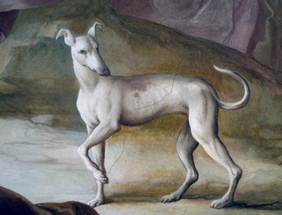 Cão, detalhe do fresco de Jacopo Guarana (1720-1808), hall central de Villa Contarini, Valnogaredo, Veneto, Itália de Jacopo Guarana