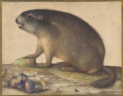 Uma marmota com um ramo de ameixas de Jacopo Ligozzi