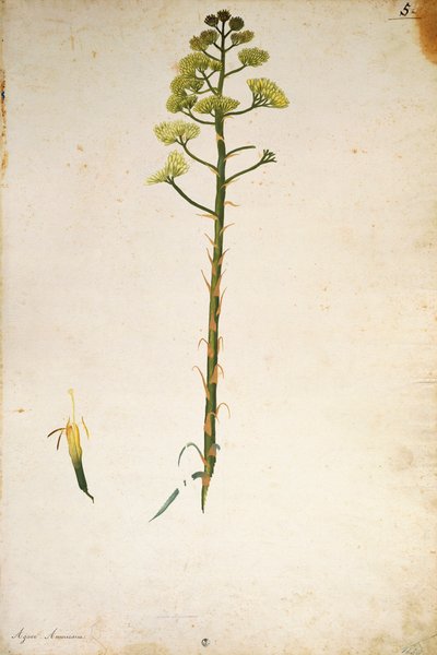Flor de planta do século (Agave americana) por Jacopo Ligozzi de Jacopo Ligozzi