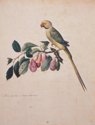 Prunus domestica, de Alexander o papagaio fora do de Jacopo Ligozzi