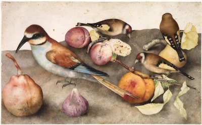 Natureza morta com pássaros e frutas, c. 1650 (aquarela com grafite, realçada com branco de chumbo) de Jacopo Ligozzi