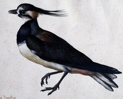 Tringa vanellus (Lapwing) por Jacopo Ligozzi (1547-1627) de Jacopo Ligozzi
