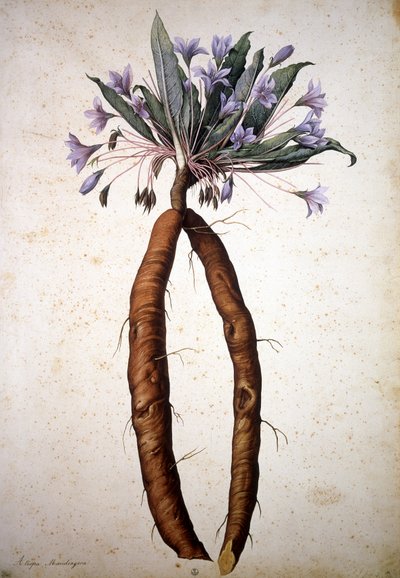 Imagem desconhecida de Jacopo Ligozzi