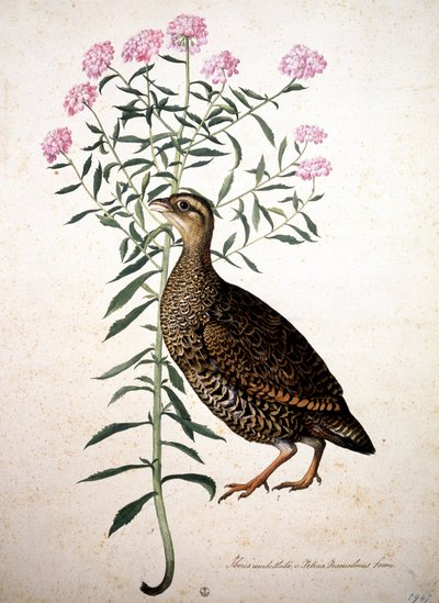 Imagem desconhecida de Jacopo Ligozzi