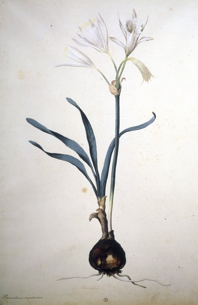 Imagem desconhecida de Jacopo Ligozzi