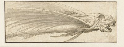Peixe voador de Jacopo Ligozzi