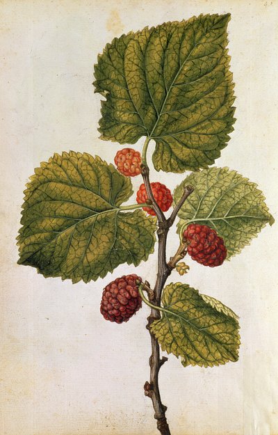 Amora: Morus Nigra, c.1568 (litografia a cores) de Jacques (1533-88) Le Moyne