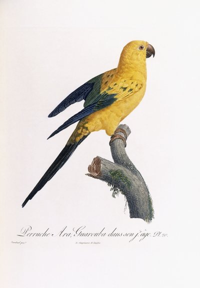 Periquito-dourado, Ara Guarouba, em tenra idade de Jacques Barraband