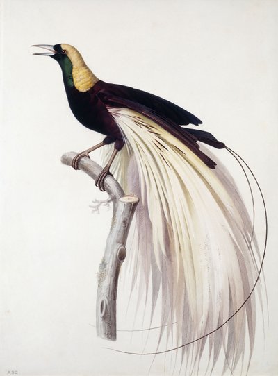 Pássaro de paraíso maior, masculino de Jacques Barraband