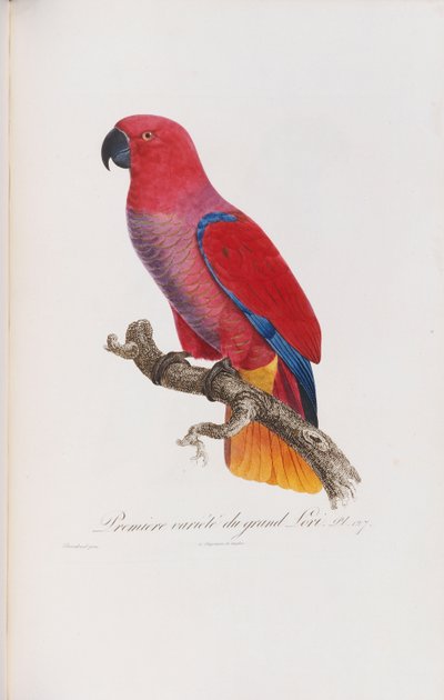 Premiere variete du Grand Lori, gravada por Langlois, c.1801-05 de Jacques Barraband