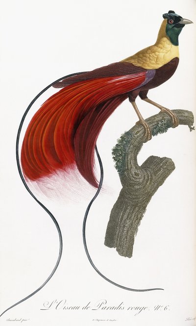 Pássaro do paraíso vermelho de Jacques Barraband