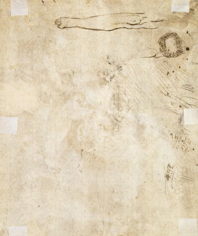 Estudo de uma perna, florescer e rabiscos, 1610-17 de Jacques Bellange
