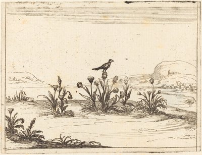 Pássaro empoleirado em um cardo de Jacques Callot