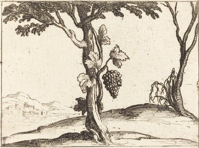 Cacho de uvas de Jacques Callot