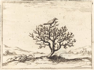 Rouxinol em um arbusto, 1628. de Jacques Callot