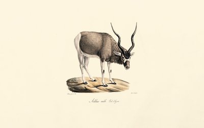 Addax Antelope (Casaco de inverno) de Jacques Christophe Werner