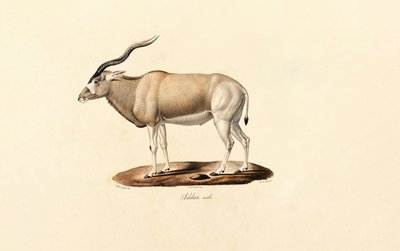 Antílope Addax de Jacques Christophe Werner