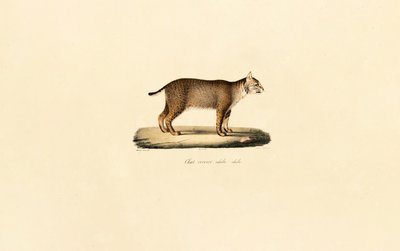 Bobcat adulto de Jacques Christophe Werner
