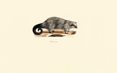 Porco-espinho de cauda escovada africano de Jacques Christophe Werner