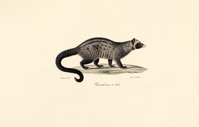 Civeta africana de Jacques Christophe Werner